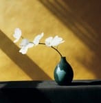 Orchids, 1982, by Robert Mapplethorpe